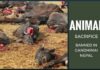 Animal Sacrifice banned at Nepal's Gadhimai festival