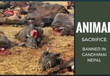 Animal Sacrifice banned at Nepal's Gadhimai festival