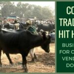 Cow traders hit hard at Asia's largest Sonpur cattle fair