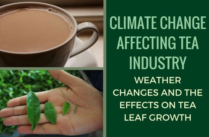 Climate change brews multi-challenges for tea (Dec 15 is International Tea Day)