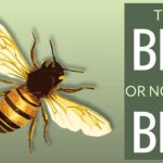 To Bee or not to Bee - that is the question!