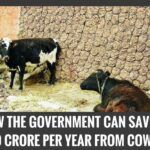 How the Government Can Save Rs 10,000 Crore Per Year From Cow Dung (1)