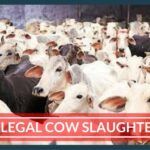 Cow Slaughter in Bengaluru