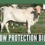 The Cow Protection Bill, 2017 will be tabled for discussion and approval by Subramanian Swamy in the Rajya Sabha