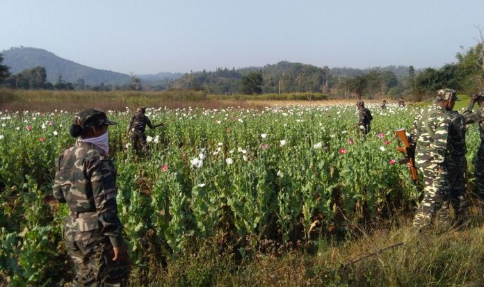 Poppy cultivation in remote areas of Jharkhand