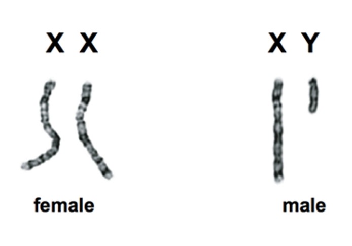 The X and Y Chromosomes