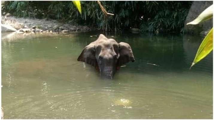 Image 1: A pregnant elephant in Kerala starved to death, her jaw shattered by a cracker
