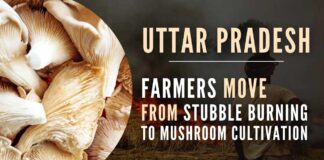 Now that they have started growing mushrooms, the stubble decomposes naturally into compost and is not required to be burnt