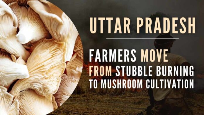 Now that they have started growing mushrooms, the stubble decomposes naturally into compost and is not required to be burnt
