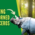 Saving one-horned rhinoceros (2)