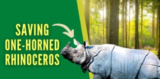 For the first time in two decades that there was no incident of rhino poaching across the Assam