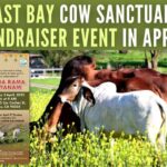 East Bay cow sanctuary fundraiser event in April!