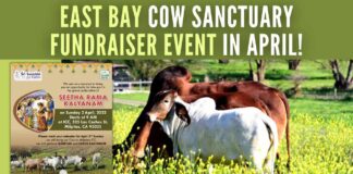 The auspicious event is part of a fund-raising initiative to purchase a permanent plot of land for the family of cows in East Bay for Go-Kshetra