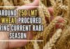 The current wheat procurement crossed last year's total procurement of 188 LMT