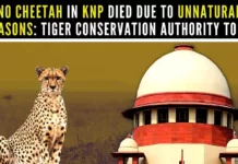 SC had suggested the govt to consider if cheetahs could be relocated to other locations, like in Jawai National Park in
