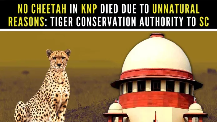 SC had suggested the govt to consider if cheetahs could be relocated to other locations, like in Jawai National Park in