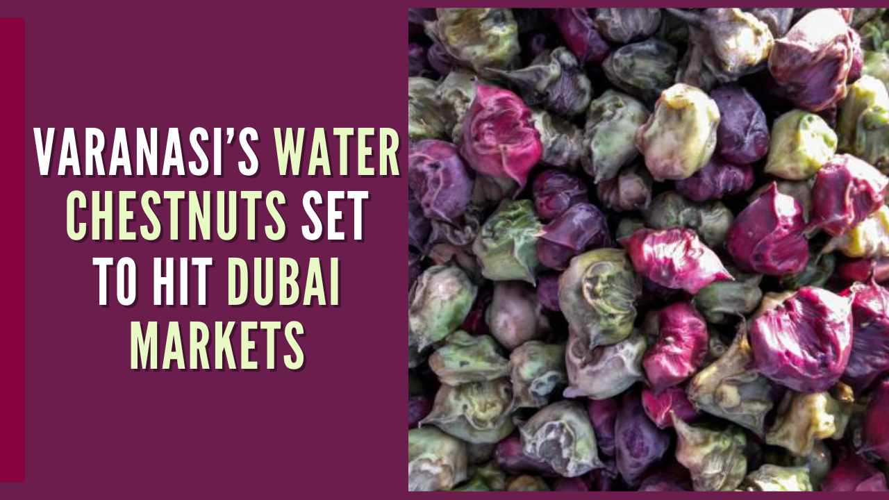 Varanasi’s Water Chestnuts Set to Hit Dubai Markets