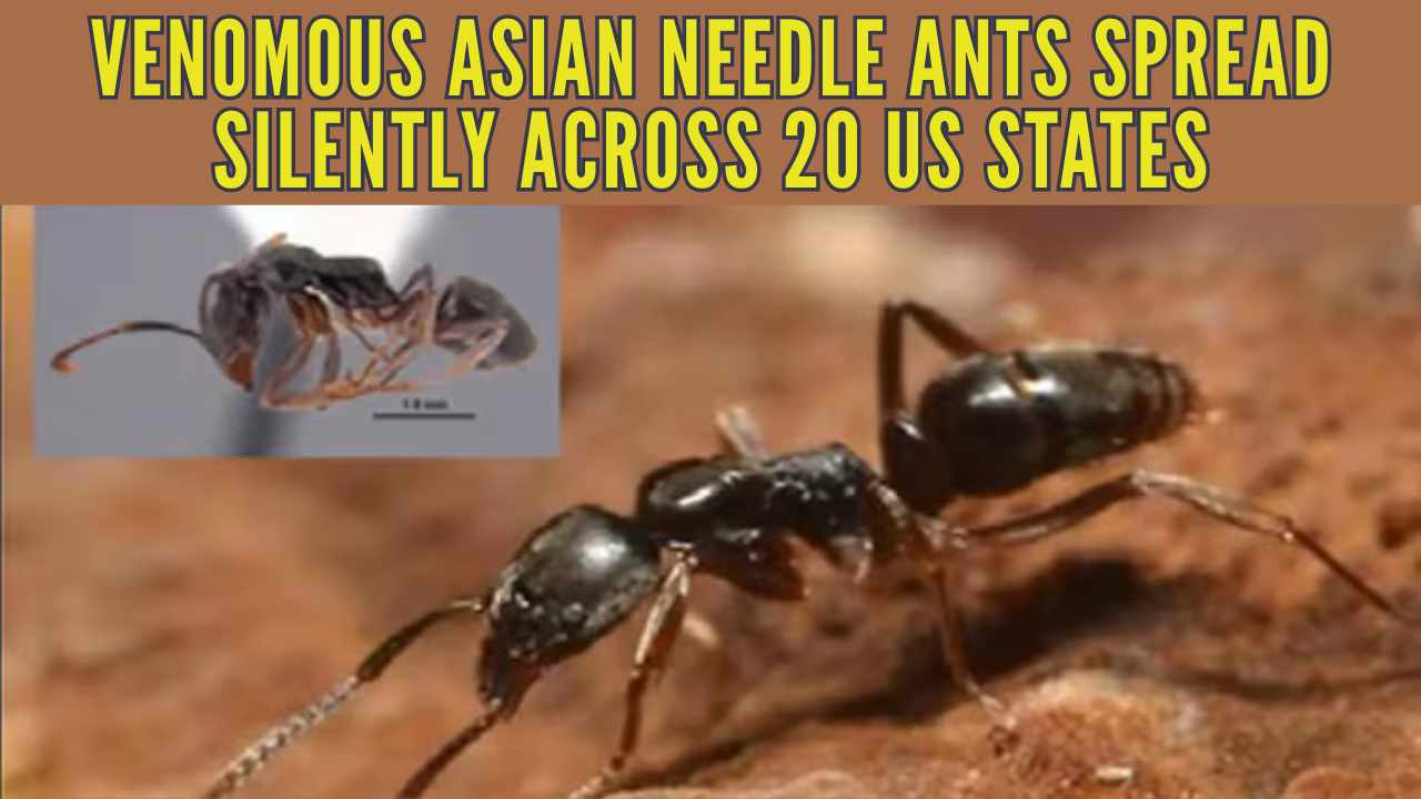 New Chinese Invasive Insect US warns of invasive Asian needle ant as it spreads to 20 states