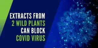 Researchers devised a method to rapidly test more than 1,800 extracts and 18 compounds from the Quave Natural Product Library for activity against SARS-CoV-2